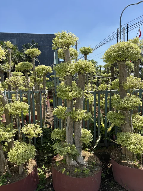 Bonsai Anting Putri Karakter #09