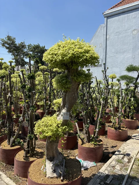 Bonsai Anting Putri Karakter #10